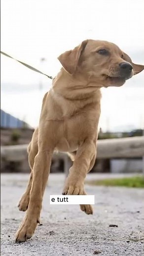 2 Relationships with Dogs - Which One Do You Have?