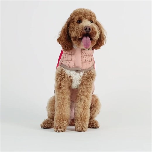 The GF PET Elasto-Fit Color Block Puffer is a great choice for active dogs who are looking for the coolest puffy fashion and warm coverage. Its' puffy, down-touch filling and trendy color blocks are a stunning statement of canine vogue! Both country-chic and city-sleek, this gorgeous puffer flaunts sleek and simple lines, GF PET® signature contrast binding, and bold, unisex colors. The Color Block Puffer keeps it real with snuggly warm popcorn sherpa lining and double bungee cord adjusters to sc