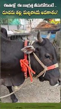 Punganur Cow Farming #ToneAgri #PunganurCowFarmingSuccess #PunganurBreedFacts #agriculture #shorts