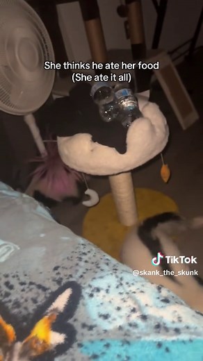 Caring for Your Pet Skunk: A Complete Guide