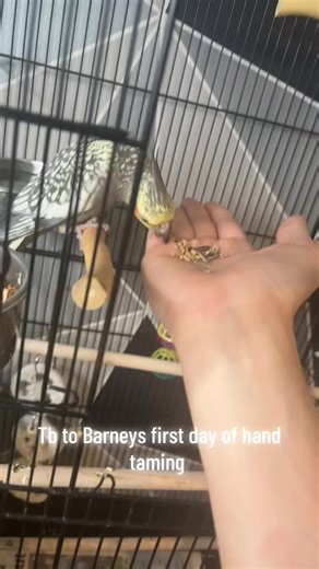 TB to when we first got Barney🐣#baby #pet #bird #fyp #cockateil