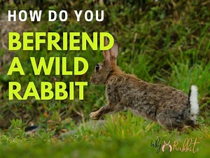 How to Befriend a Wild Rabbit?