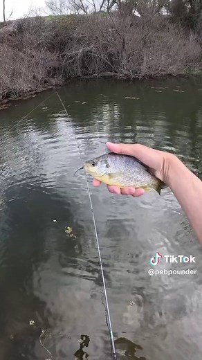 Effective Bait for Panfish: Catch More with Crappie Jigs!