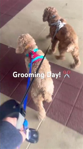 Grooming day! #cockapoos #cutedog #rescuedog #dogsofyoutube