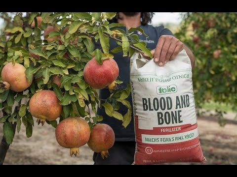 How to Fertilize Pomegranate Trees with Blood and Bone for Better Growth & Fruit