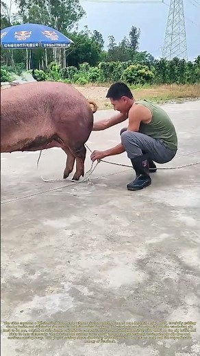 Roping Hooves: How A Clever Restraint Fails Against A Wily Farm Pig