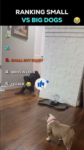Small vs Big Dogs: The Funniest Reactions! 🤣🐕