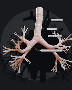 The trachea is a short, flexible air tube that extends from the larynx to the middle aspect of the thorax, where it ends by dividing into two main (principal) bronchi.💡 The trachea participates in the formation of the lower respiratory tract and belongs to the respiratory system. The primary function of the trachea is to provide air passage from the larynx and pharynx to the lungs.🫁 Watch the video to see the trachea and its anatomical landmarks!🎬 Want to learn more about the amazing structur