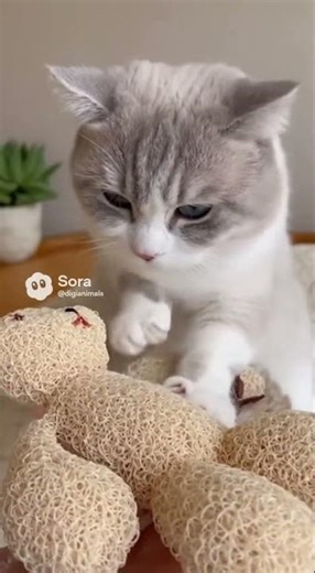 Cat's Critical Care: Bear Sponge CPR!