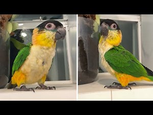 Baby parrot whistles and dances in the shower