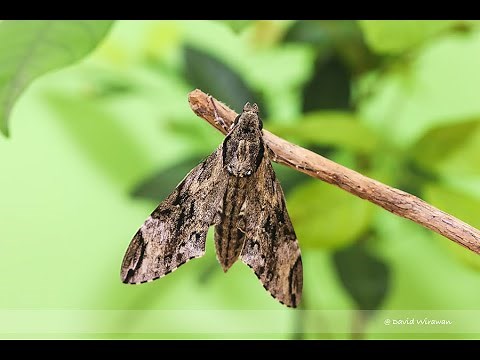 Privet Hawk Moth Life Cycle ( Caterpillar to Moth )