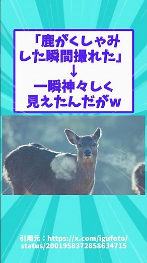 "I managed to capture the exact moment a deer sneezed" → For a moment it looked divine lol