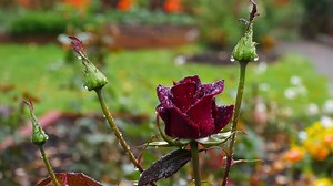 Download Dark red rose with water drops and dark green leaves growing in garden for free