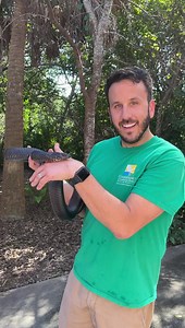 8.8K views · 320 reactions | Learn some facts about eastern indigo snakes - a federally threatened species - from Paul, our animal care coordinator. Bindi is just one of the many ambassador snakes you will be able to see and interact with at the Grand Reopening this Saturday! | Conservancy of Southwest Florida | Facebook