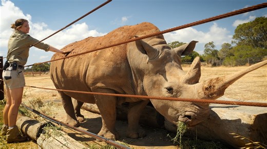 Australian Rhino Gets Ready For Summer With A Spa Day