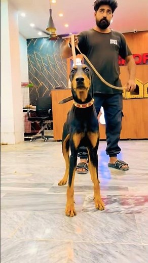 Doberman Dog And All Dogs Collections available#‪@luckypetsstore‬#dogbreeds#dobarman#alldogs#pets