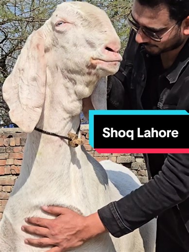 Beautiful Shoq in Lahore: Extreme Palai Showcase