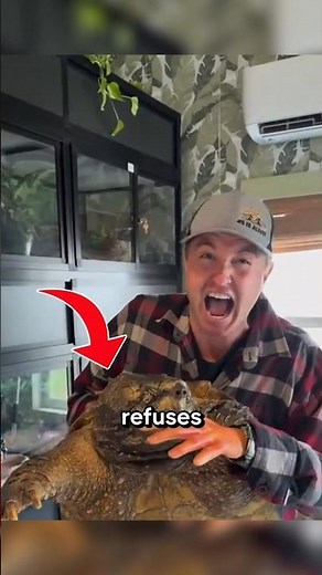 Heres what to do if you're bitten by a snapping turtle!