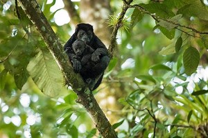 サルが木から落ちて死んでいく…異常な猛暑で悲劇「孤児になった子ザルも多い」絶滅危惧種が危機　メキシコ｜よろず〜ニュース