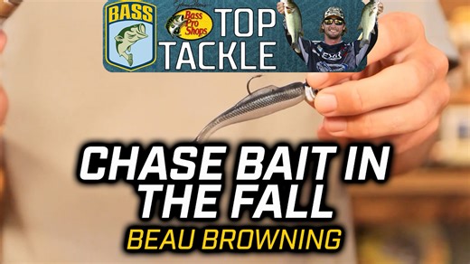 In this Bass Pro Shops Top Tackle video, Beau Browning emphasizes the importance of following the baitfish in the fall. Bait will push into the creeks and finding where the bait is located can make for an excellent day of fishing with a small swimbait. #bassmaster #fishingtips #tackletiptuesday | Bassmaster