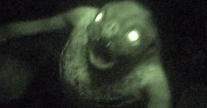 The Legend of ‘The Mothman’: A Giant Humanoid Owl Haunting West Virginia