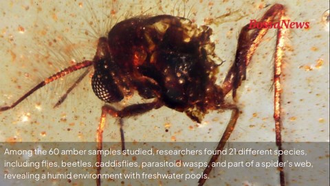 Fossilized insects in amber uncovered for the first time in South America