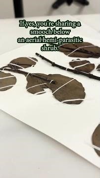 The Science Behind the Mistletoe 🌿🍒