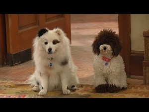 Dog With A Blog - Freddy & Gracie