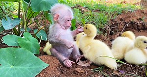Adorable baby monkey caring for ducklings like family