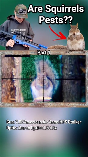 Are Squirrels Pests? Part 1