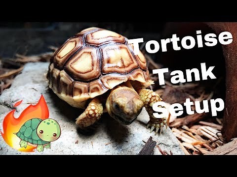 How To Set Up A Tortoise Enclosure!