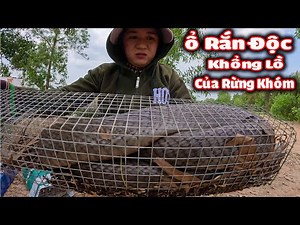 Con RẮN Hổ Mang Khủng Nhất Tôi Từng Gặp # CSBR # Tập 291