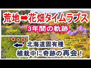 【3年で庭が激変】北海道の荒地から花畑へ│宿根草16種植栽中に”あの子”と再会！