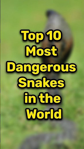 Top 10 Most Dangerous Snakes in the World 🐍 | Deadliest Snakes Ever