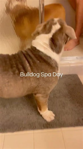 Bulldog spa day would never be complete without Hank & Lucy wearing their favorite dog bath robes.