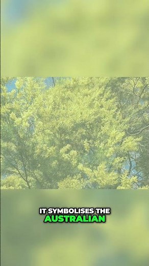 Brighten Your Garden with Golden Wattle’s Yellow Blooms