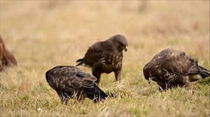 common buzzard eat carcass in natural habitat
