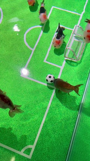 Goldfish Training Tips and Tricks | Visit JY Aquarium Online and In-Store