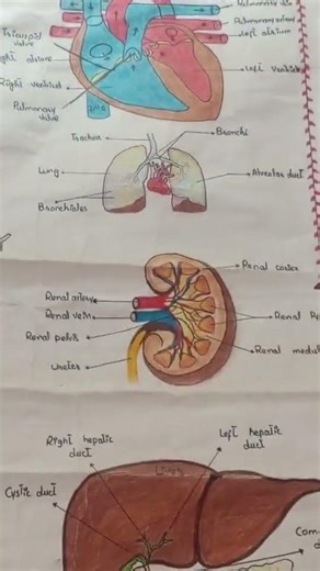 Structure of Heart || Lungs|| kidney|| liver || pancreas||