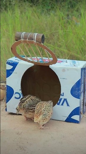 How to Build a Quail Trap That Works Every Time!