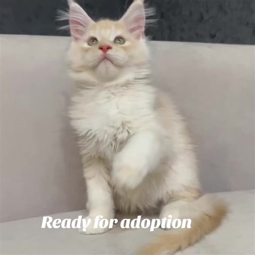 Adorable Maine Coon kittens looking for forever homes. Raised with love, handled daily, and developing wonderful personalities. Serious inquiries only. Maine Coon kittens adoption USA, Maine Coon rehoming, kittens near me Hashtags: #AdoptCats #MaineCoonKitten #PetLovers #PetFamily #fypシ゚viral