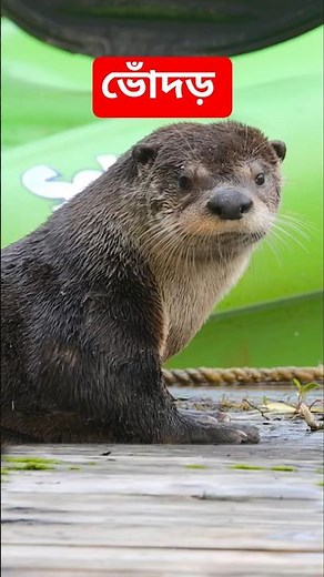 Otters! Great swimmers. River otters documentary #riverotter