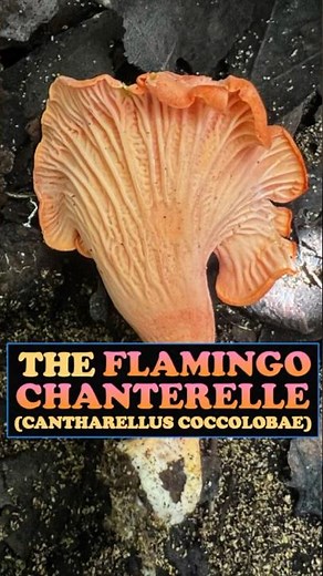 Flamingo Chanterelle (Cantharellus coccolobae) #foraging #chanterelle #ediblemushrooms