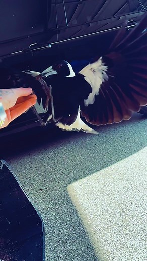 Roach bin clean out day ❤️ enjoy some slowmo of little miss. #magpie #dinosden #wildmagpie #wildbird #breakfast #breakfasttime #roachs #woodroachs #cockroach #aussie #australian #australiannative #australianbird #australiannativebird #birdlover #foraging #birdsoftiktok #enrichment #feeding #feeder #fyp #insect #worm #wildlife #conservation #playful #feather #wilderness #biodiversity #critter #birdsofinstagram