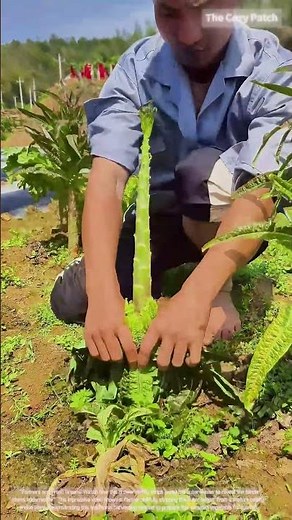 Harvesting Celery Lettuce! Leaf-Stripping Techniques