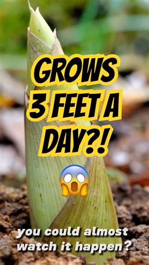 The Fastest Growing Plant on Earth