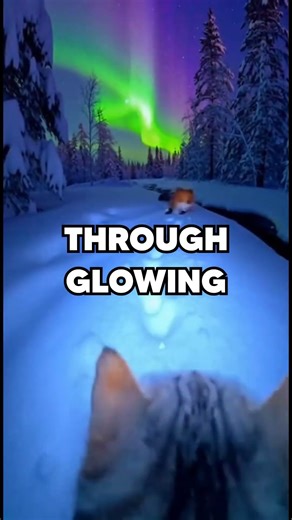 I Put a GoPro on My Cat at Night… What He Does Is Crazy