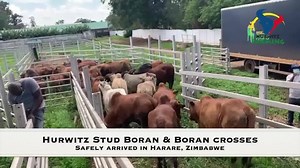 4.6K views · 77 reactions | Hurwitz Farming would like to thank our fellow Boran breeders from Zimbabwe for their support and confidence in our cattle. We’re sure they will perform beyond your expectations. | Hurwitz Farming | Facebook
