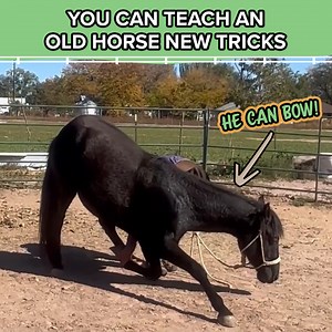 30K views · 1.3K reactions | How We Train Our Horses On The Farm | The Farm on Route 66 | Facebook