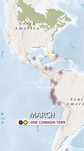 Last summer, a very special common tern was captured for the 9th time in its life at 29 years old. We recently received confirmation from the USGS Bird Banding Laboratory that he’s tied for the U.S. longevity record with a common tern from Massachusetts. This tern was originally banded in 1995 as a chick in the same place it was recorded in 2024, at Interstate Island – located in the tip of Lake Superior between Wisconsin and Minnesota. The purple and yellow dots on this map represent individual
